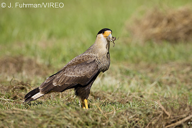 Southern Caracara f20-11-175.jpg